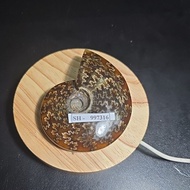 AMMONITE MADAGASCAR HQ POLISHED ORIGINAL
