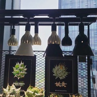 Plant Milestone 塊根植物燈 燈罩     <<<👁‍🗨>>>   Nooo  紅貓 白豪刺 白火焰 SAD 凱撒 白鯨 藍鯨 妖炎 姬嚴龍 立可白 清櫻 塊根植物 象牙宮 龜甲龍 象足