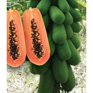 [RG012] Biji Benih Betik / Papaya Hong Kong Star Seeds