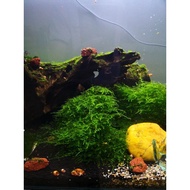 Java moss for aquarium