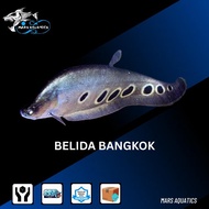 Hiasan Aquarium Belida Bangkok JUMBO Tankmate Aquascape