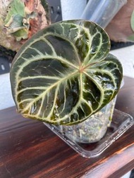 Anthurium Crystallinum hybrid 撕裂紋水晶花燭 / 雜交特徵: 撕裂紋, 圓葉, 有粉葉脈 / 葉100CM / update 2026.07.24