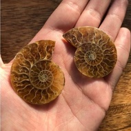 Authentic Ammonite fossil stone /natural crystal stone Pure Ammonite Fossil stone fengshui crystal