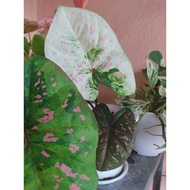 rare caladium/keladi viral