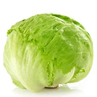 Lettuce Iceberg ~800g/pkt