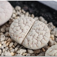 Lithops Gracilidelineata C189A/C374A/C373A/C261A 优选荒玉拿铁latte succulent plant