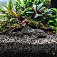 IKAN HIAS BRUSHMOUTH BLACK HITAM ALGAETER ALGAE EATER SAPU-SAPU