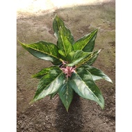 Sindo - Aglaonema Frozen Live Plant RV4XRMPQBV