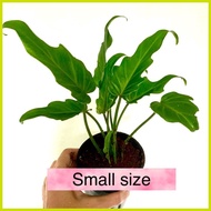 ✺ ﹍ ➟ √ Philodendron Xanadu in WHITE POT
