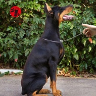 MEIGU Pet Pincher Chain Pet Show Collar Pet Training Supplies P Slip Chains Collars Snake Chain