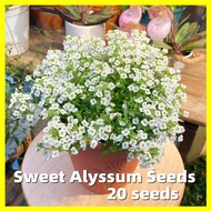 Bonsai Sweet Alyssum Seeds - 香雪球 Fresh 20 Seeds White Flower Seeds for Planting Garden Ornamental Flowering Plants Seeds Pokok Bunga Hidup Balcony Potted Live Plants for Sale Real Plants Blossom Bonsai Seeds Pokok Bunga Kertas Hidup Benih Pokok Bunga