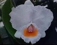 Cattleya schroederae "Moonlight" (MC)2.5"盆 (4409)