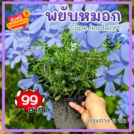 KD999 ต้นพยับหมอก ในกระถาง 6 นิ้ว ต้นไม้มงคล เลี้ยงง่ายออกดอกตลอดทั้งปี