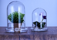 Cylinder Sphere Cloche Terrarium Glass Container 微景观玻璃罩