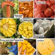 Pokok Buah Nangka Daeng Suriya Suria J33 seedless tong phra chan indonesia katik renek dwarf siam pe