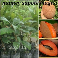 Bibit Tanaman Buah Mamey Sapote Magana/Sawo Raksasa
