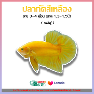 ปลากัด YELLOW GOLDEN BETTA สีเหลืองทอง (มีตัวเลือก เพศผู้/เพศเมีย และแบบคู่ ผู้+เมีย กรุณาอ่านก่อนกด