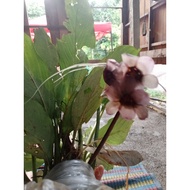 pokok janggut adam/pokok belimbing tanah