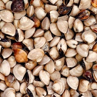 Kerang Tahu Segar Hidup 1 Kg Seafood