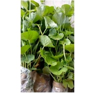 250 gram pegagan siap tanam / bibit pegagan atau antanan / bibit antanan / bibit centella asiatica /