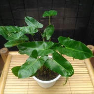 tanaman phildendron burle marx+pot