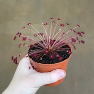 Drosera paradoxa Garden Decoration | CatchyFlora