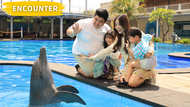 Bali Exotic Marine Park Dolphin