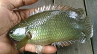 Terlaris Ikan Betok Ikan Betik Ikan Papuyu Origina