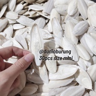 30pcs mini size Cuttlefish Bone Pure Natural Squid Shell Cuttlefish Bone Export Quality Super Grade 