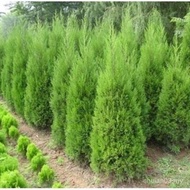 松柏树苗 柏树苗 松树苗塔柏树苗龙柏树苗植物节塔松圆柏绿化树