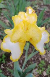香花 德國鳶尾 3吋 混色（有10多色）