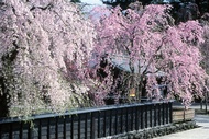 輕奢旅│東北賞櫻百選名景弘前公園．日本街道百選十和田市官廳街通駒街道．秘湯強首溫泉．三鐵道7日