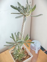 泡泡葉巨琉桑