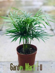 GardenMart4U Jawa Palm Live Plant Pokok Palm Indoor Hiasan 油棕