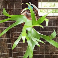 Platycerium alcicorne Africa x Madagascar - Bumi Tanduk Rusa Hybrid