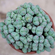 【Succulent】 Mouth flute meat cone red edge koudi succulent plant Apocynaceae Lithops group