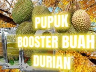 pupuk booster buah durian pupuk untuk buah durian pupuk pelebat buah durian bibit durian vaksin tanaman murah pupuk booster turbo pemanis non kimia penyubur pupuk organik cair npk
