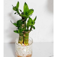 Lucky Bamboo/ Lucky Bamboo Pyramid 富贵竹/小丛林/金字