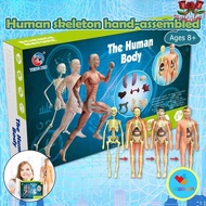 MALCOLM1 Human Body Model, Mannequin Anatomy Model Human Anatomy Model, Human Body Model Body Puzzle