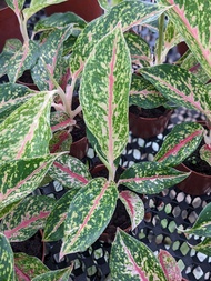 Aglaonema Sparkling Sarah (Chinese Evergreen Plant) - Beautiful Exotic Looking Multi Colour House Pl