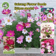 20Pcs 100% Legit Dwarf Cosmos Flower Seeds for Planting & Gardening Biji Benih Bunga Rare Galsang Co