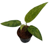 tanaman hias homalomena army -  homalomena Schismatoglottis calyptrata army