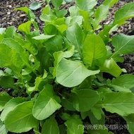 50 Seeds (buy 2 get 1 free) Arugula Salad Arugula Gargil Veggie Plants Cheap Vegetable Elxs for Sale Easy To Planting In Local
