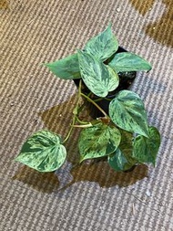 Philodendron hederaceum variegated 斑葉杏葉蔓綠絨 植物 盆栽