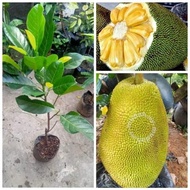 ANAK POKOK NANGKA MADU J33 DUA TAHUN BOLEH HASIL