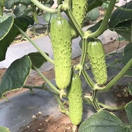 Benih Buah Timun / Fruit Cucumber Seeds /水果黄瓜种子