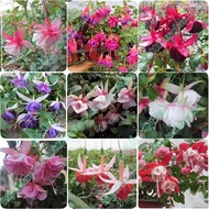 Hanging Bell Orchid Potted Plant Four Seasons Blooming Bell Begonia Seedling Lantern Flower Green Pl