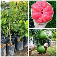 ANAK POKOK LIMAU BALI MERAH