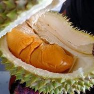 ANAK POKOK DURIAN UDANG MERAH YANG CEPAT BERBUAH