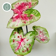 Caladium thailand ORI jumbo